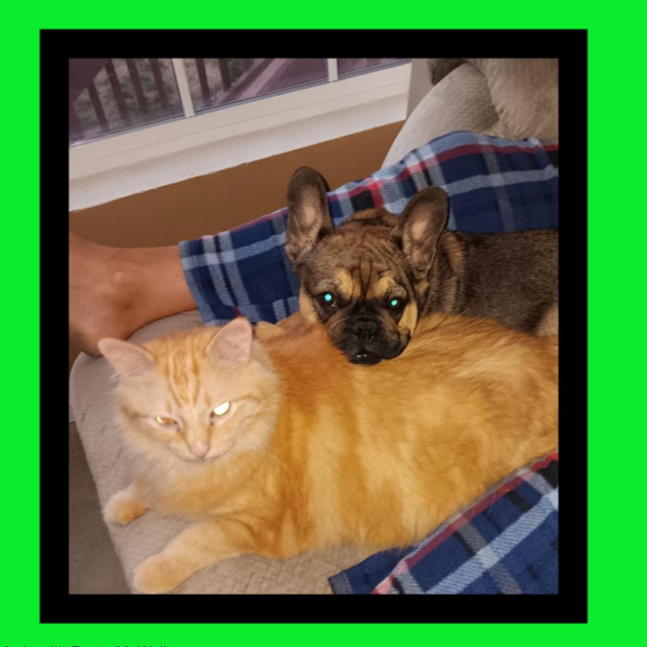 Enlarge Pumpkin Man, a Adopted mixed breed in Independence , OR image 6/6