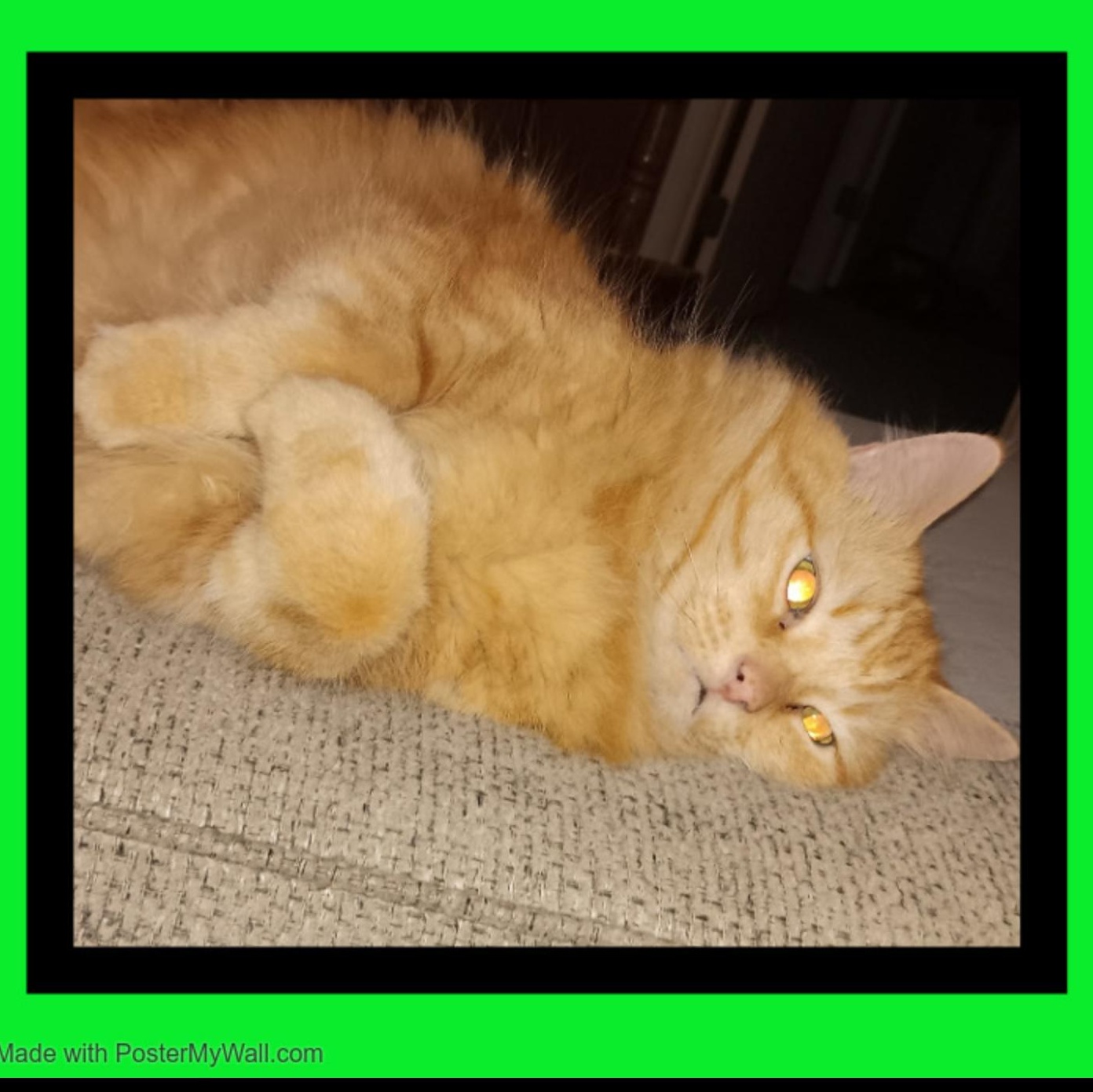 Enlarge Pumpkin Man, a Adopted mixed breed in Independence , OR image 5/6