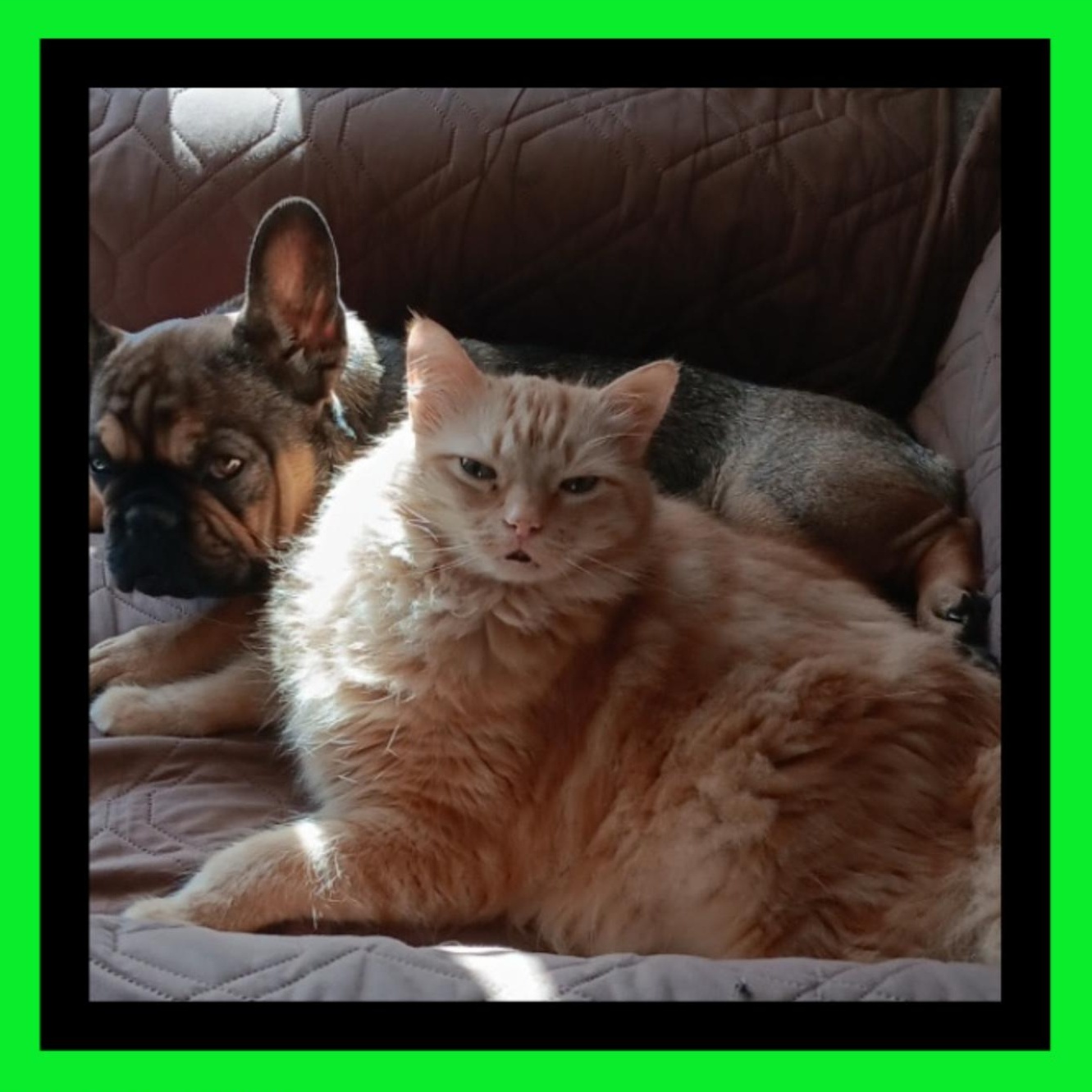 Pumpkin Man, Adopted, Senior Male Domestic Long Hair & Tabby.