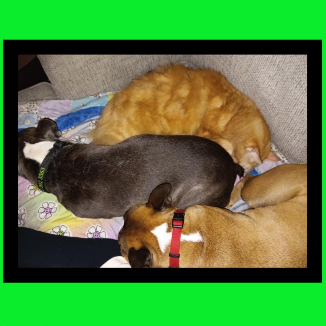 Enlarge Pumpkin Man, a Adopted mixed breed in Independence , OR image 3/6