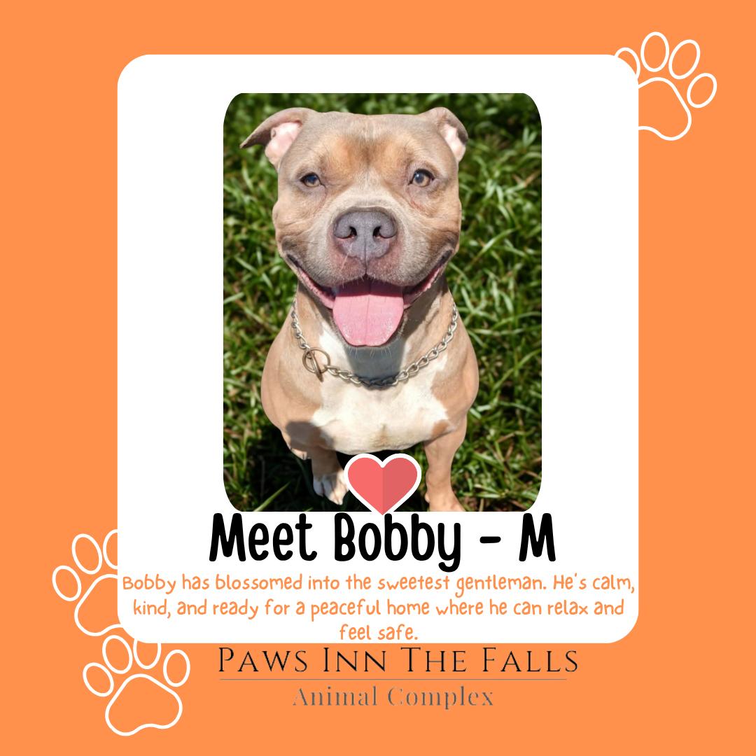 Enlarge Bobby, a Adoptable mixed breed in Wheatfield, NY image 1/1