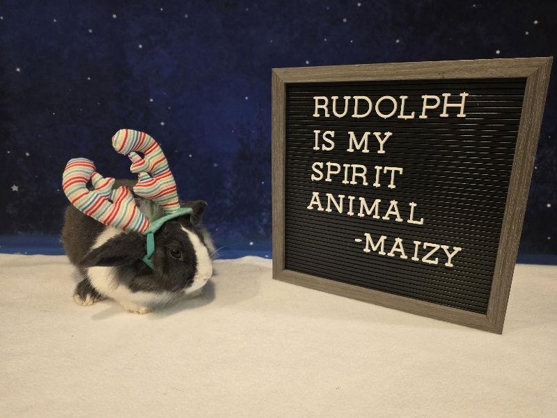 Enlarge Maizy, a Adoptable mixed breed in Columbus, OH image 1/2