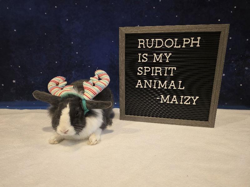 Enlarge Maizy, a Adoptable mixed breed in Columbus, OH image 2/2