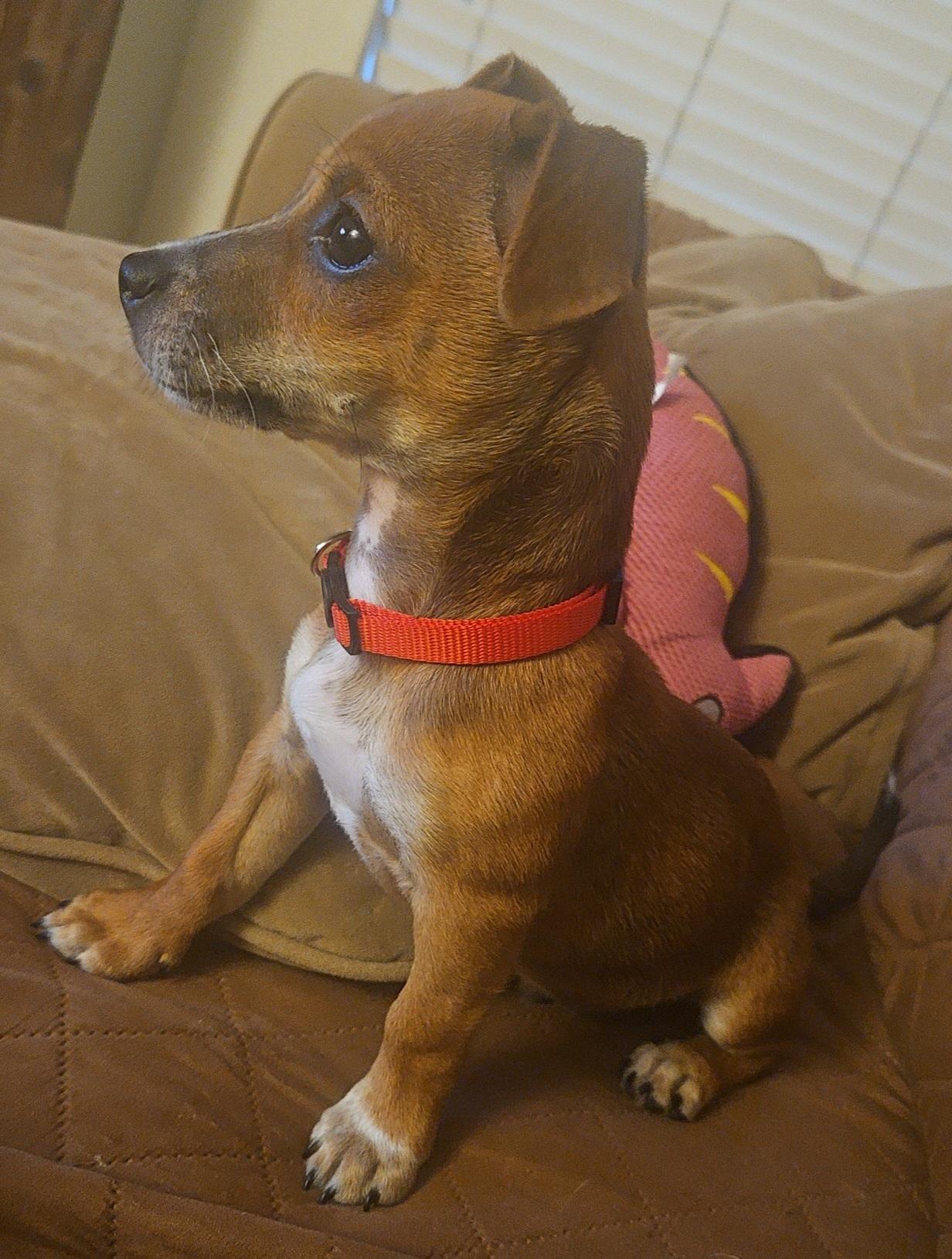 Enlarge Georgie, an adopted Chihuahua in Galt, CA image 3/4