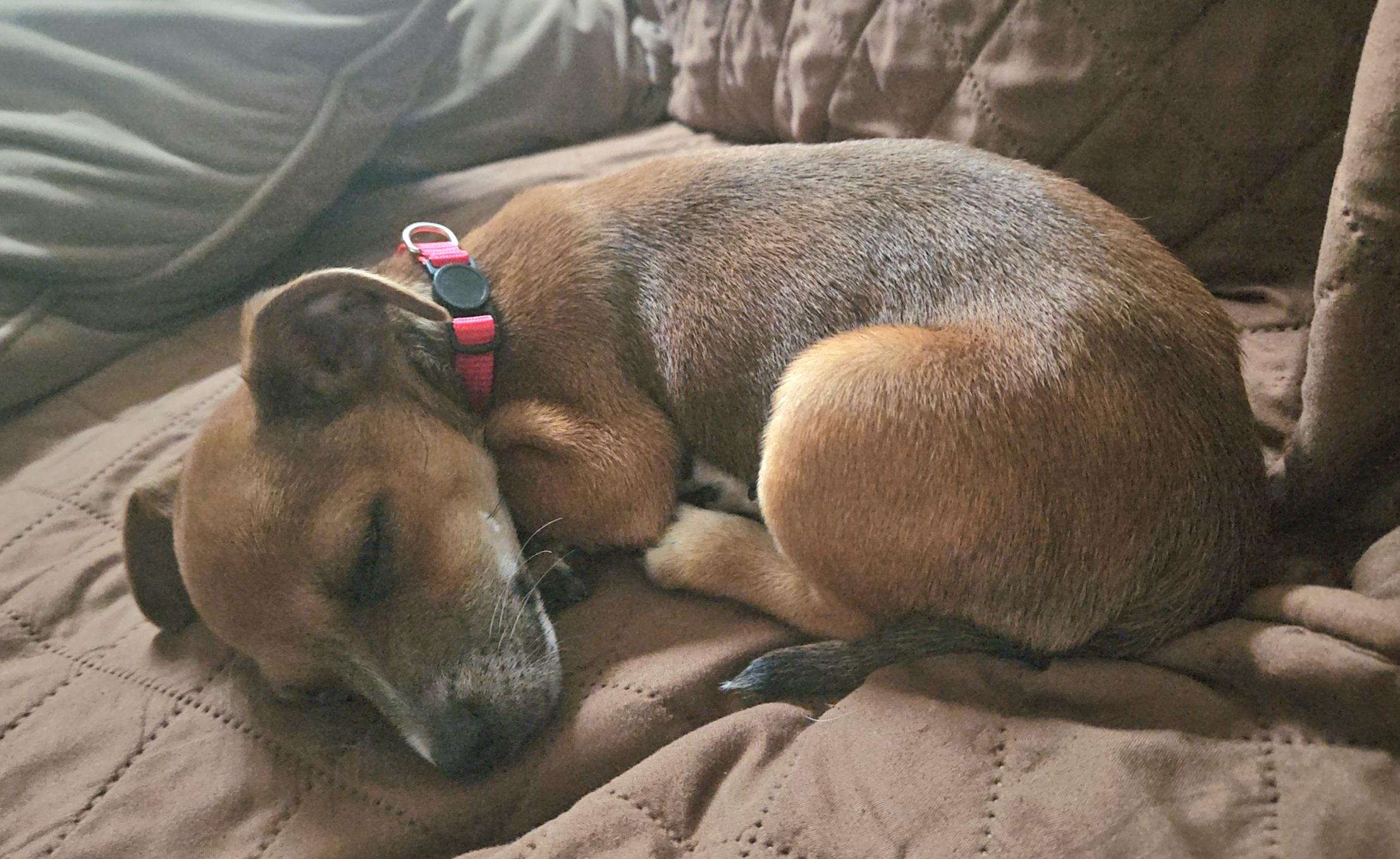 Enlarge Georgie, an adopted Chihuahua in Galt, CA image 4/4