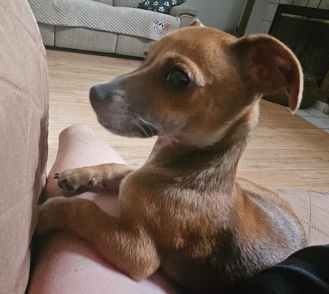 Enlarge Georgie, an adopted Chihuahua in Galt, CA image 2/4