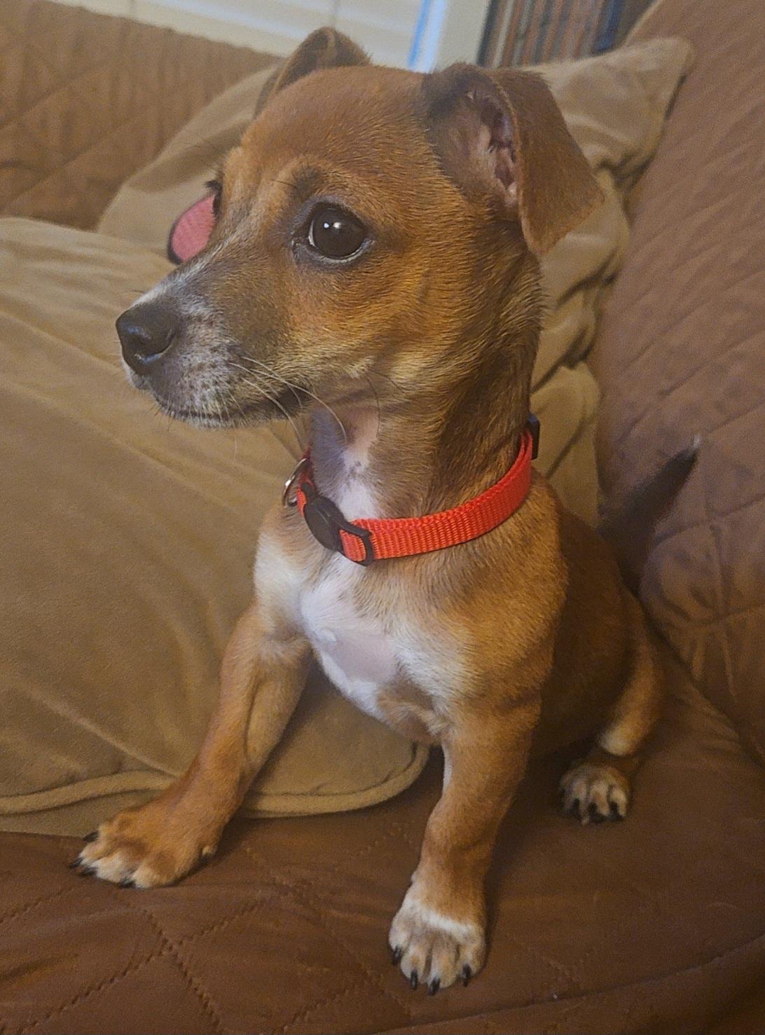 Enlarge Georgie, an adopted Chihuahua in Galt, CA image 1/4