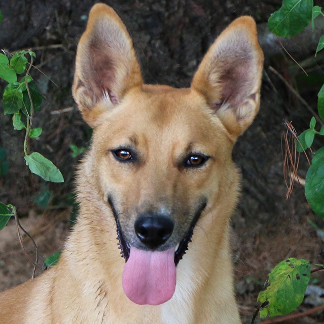 Gemini, a Adoptable Mixed Breed in Charles Town, WV image 1/12