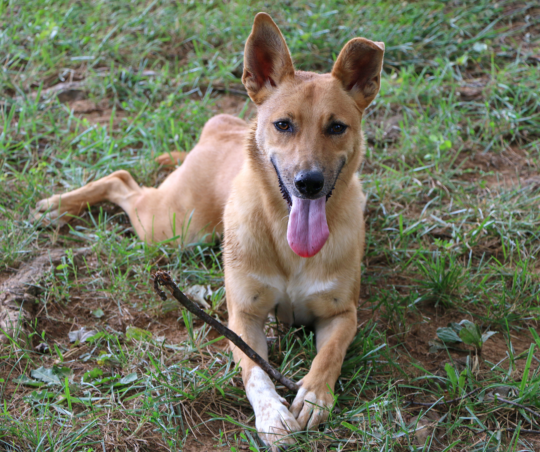 Enlarge Gemini, a Adoptable Mixed Breed in Charles Town, WV image 12/12