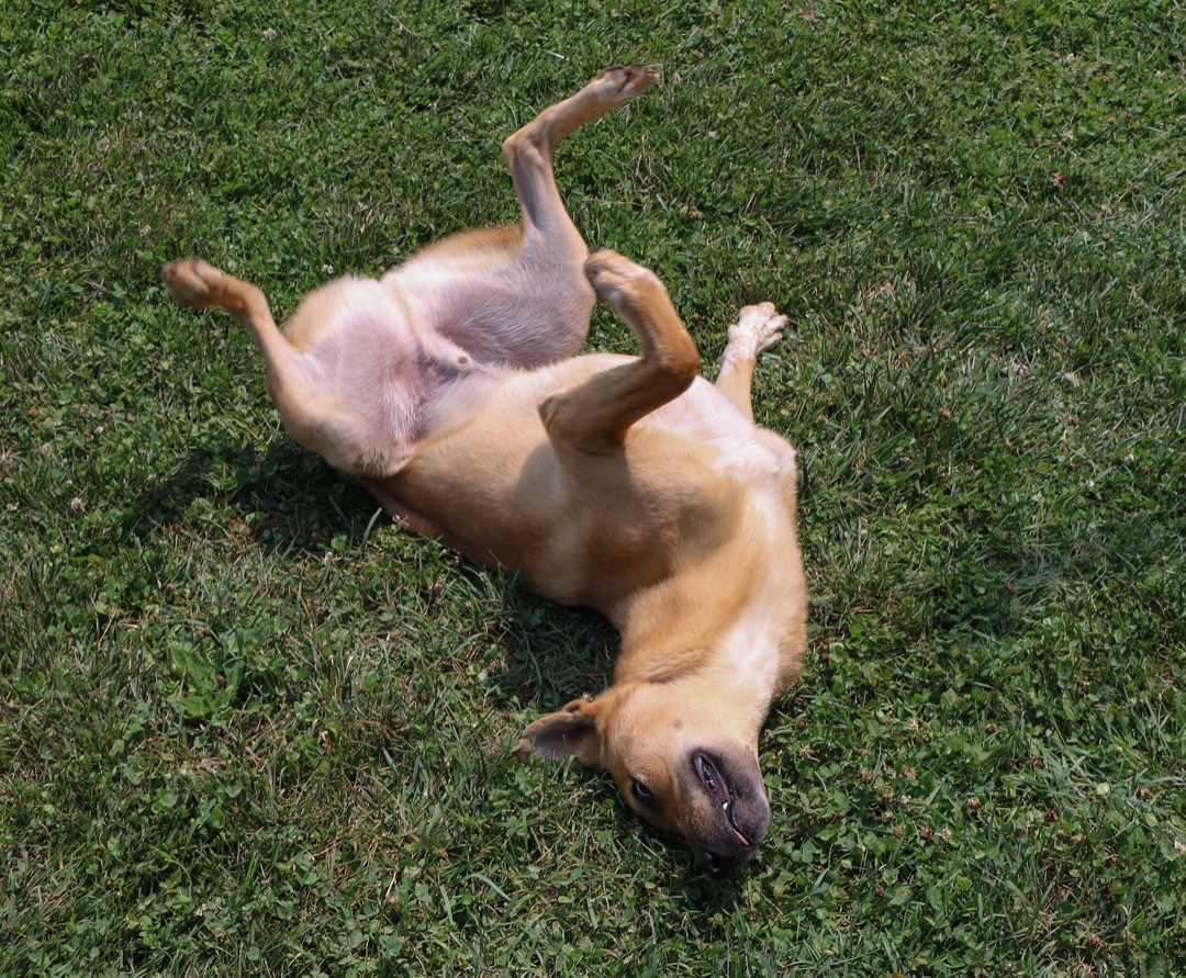 Enlarge Gemini, a Adoptable Mixed Breed in Charles Town, WV image 9/12