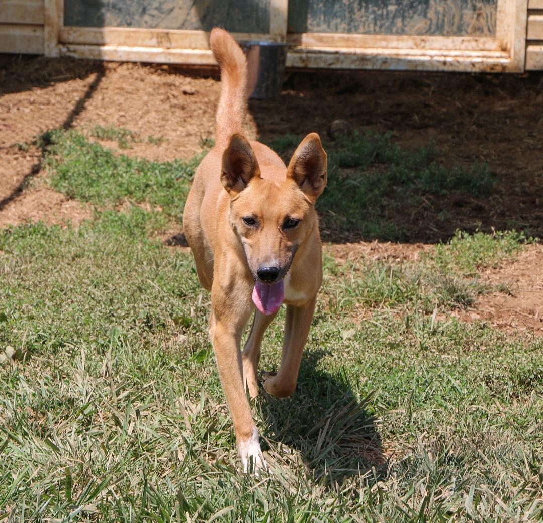 Enlarge Gemini, a Adoptable Mixed Breed in Charles Town, WV image 10/12