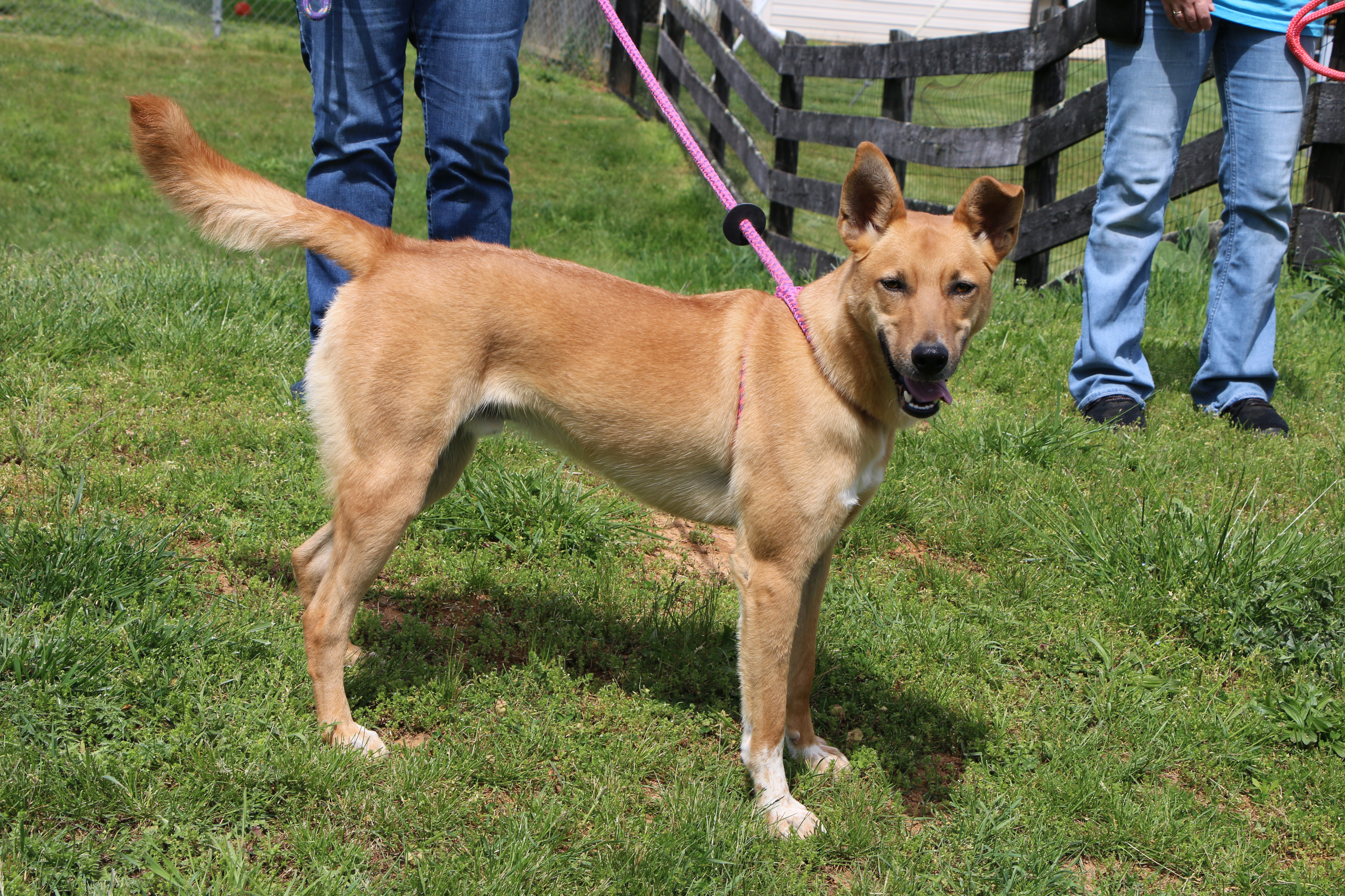 Enlarge Gemini, a Adoptable Mixed Breed in Charles Town, WV image 8/12