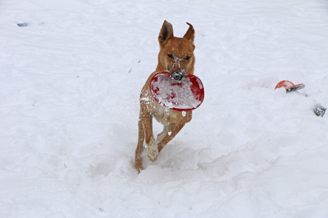 Enlarge Gemini, a Adoptable Mixed Breed in Charles Town, WV image 11/12