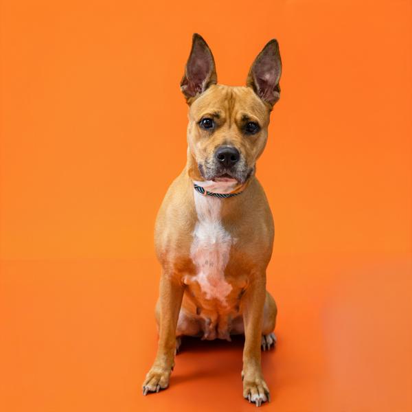 Enlarge Pen 165 Praline, a Adoptable mixed breed in Lawrenceville, GA image 1/1