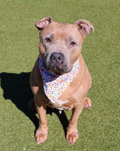 Roxanne, a ADOPTABLE Mixed Breed in Athens, GA image 5/6