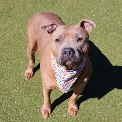 Roxanne, a ADOPTABLE Mixed Breed in Athens, GA image 6/6