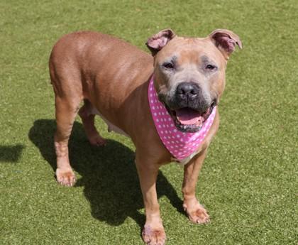 Roxanne, a ADOPTABLE Mixed Breed in Athens, GA image 4/6
