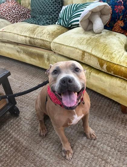 Roxanne, ADOPTABLE, Senior Female Mixed Breed.