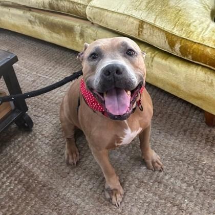 Enlarge Roxanne, a ADOPTABLE Mixed Breed in Athens, GA image 2/6