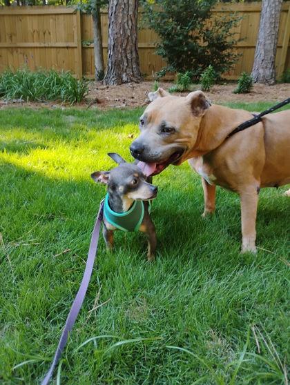 Roxanne, a ADOPTABLE Mixed Breed in Athens, GA image 3/6