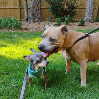 Enlarge Roxanne, a ADOPTABLE Mixed Breed in Athens, GA image 3/6