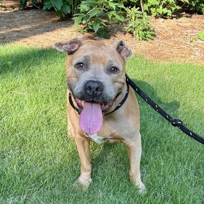 Enlarge Roxanne, a ADOPTABLE Mixed Breed in Athens, GA image 6/6