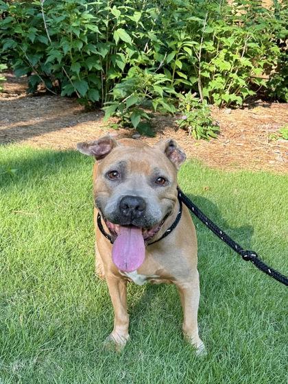 Roxanne, a ADOPTABLE Mixed Breed in Athens, GA image 6/6