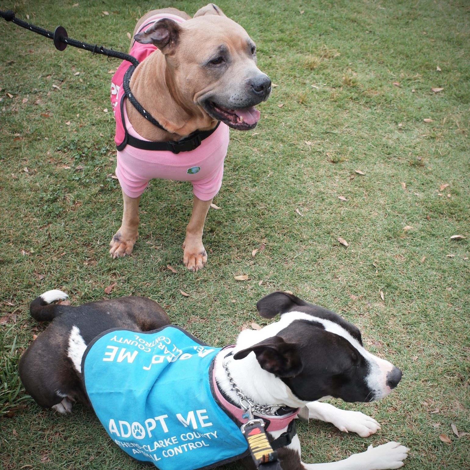 Enlarge Roxanne, a ADOPTABLE Mixed Breed in Athens, GA image 4/6