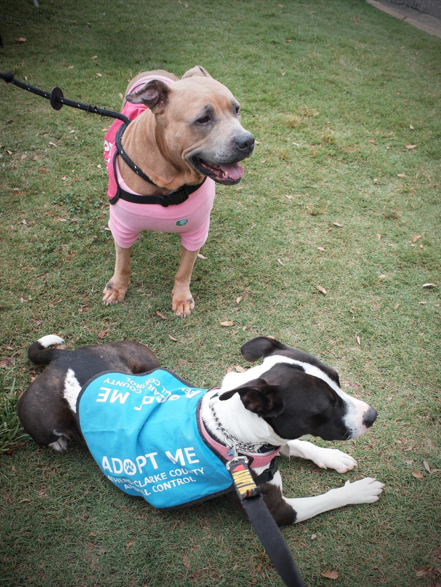 Roxanne, a ADOPTABLE Mixed Breed in Athens, GA image 2/6