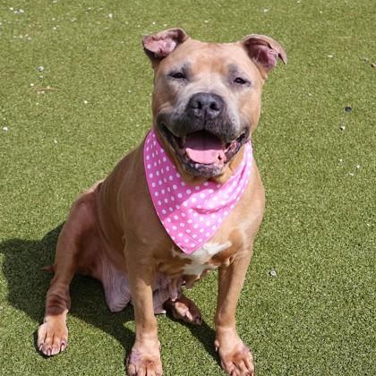 Enlarge Roxanne, a ADOPTABLE Mixed Breed in Athens, GA image 1/6
