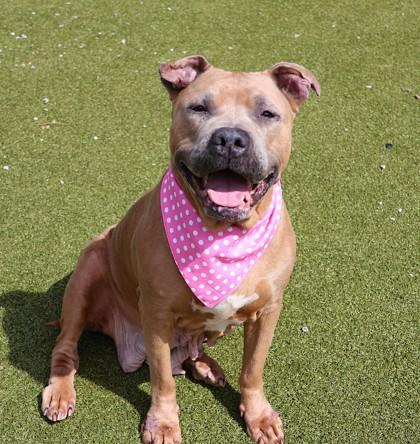 Roxanne, a ADOPTABLE Mixed Breed in Athens, GA image 1/6