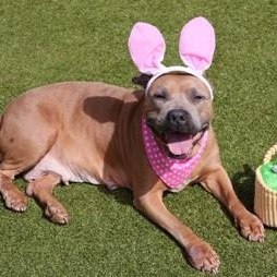 Enlarge Roxanne, a ADOPTABLE Mixed Breed in Athens, GA image 5/6