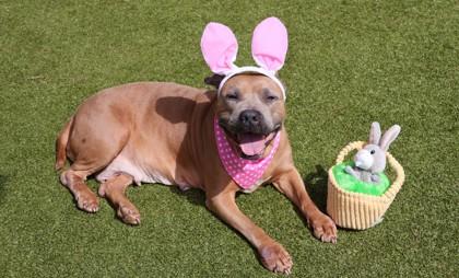 Roxanne, a ADOPTABLE Mixed Breed in Athens, GA image 3/6