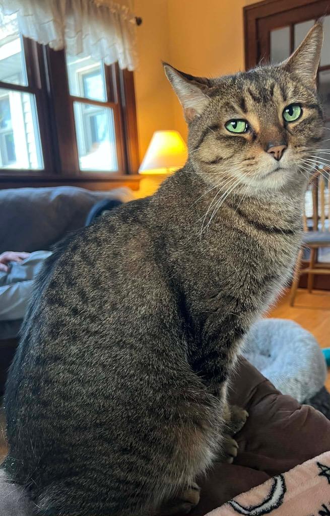 Enlarge Cubby, a Adoptable mixed breed in Fond Du Lac, WI image 1/4