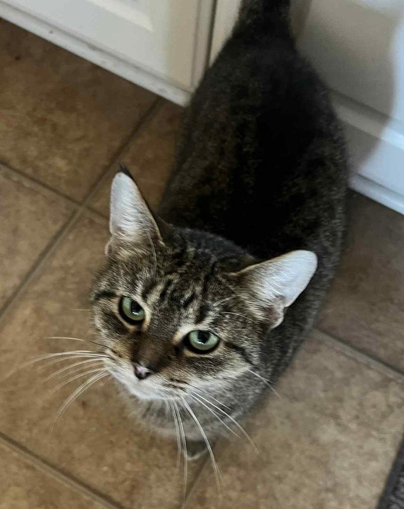 Cubby, Adoptable, Adult Male Domestic Short Hair.