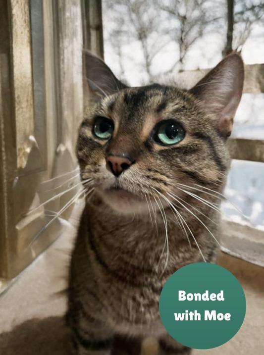 Cubby, Adoptable, Adult Male Domestic Short Hair.