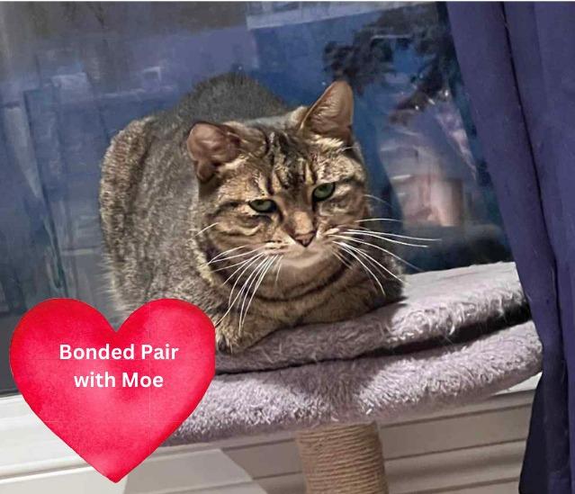 Cubby, Adoptable, Adult Male Domestic Short Hair.