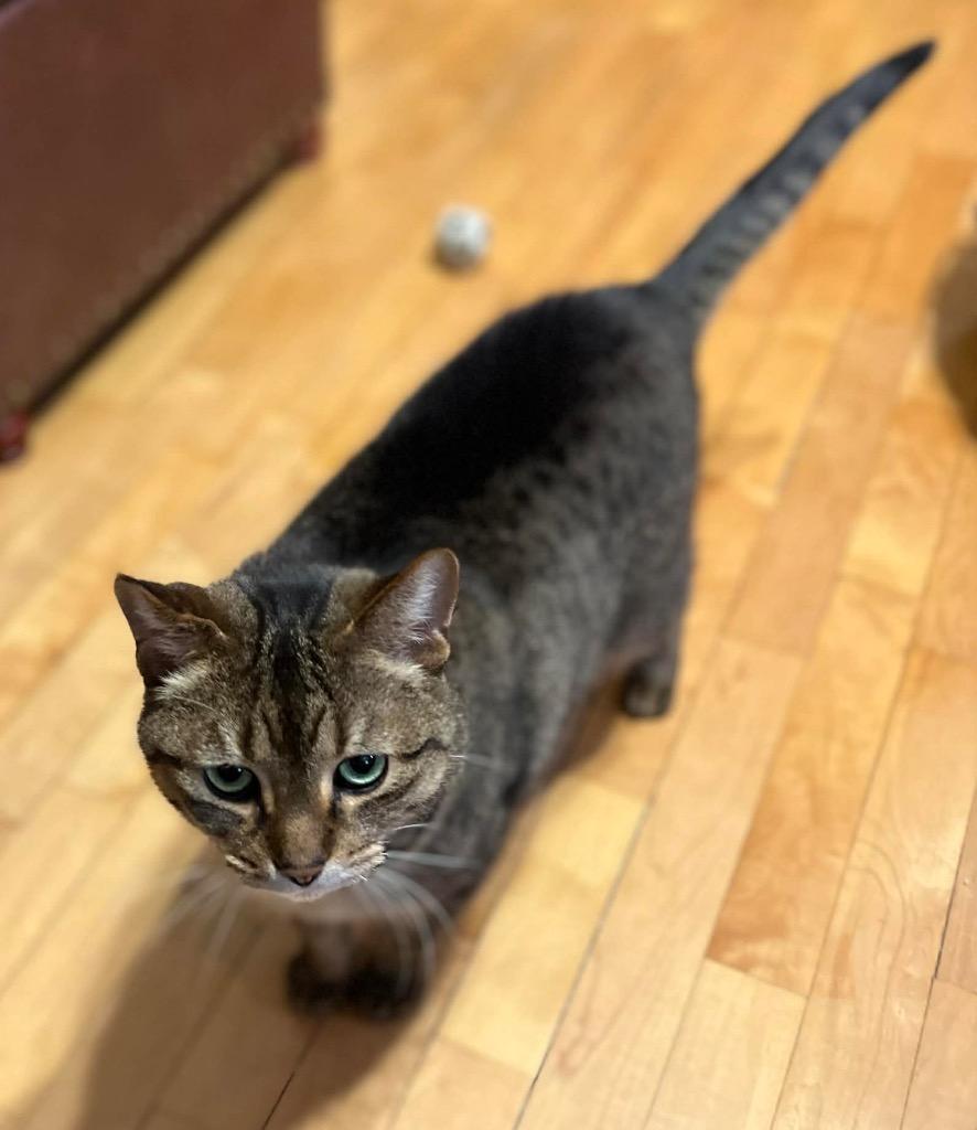 Cubby, Adoptable, Adult Male Domestic Short Hair.