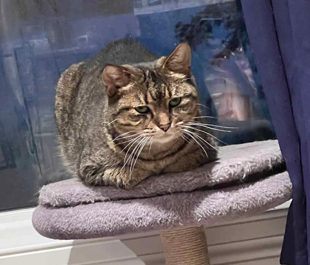 Enlarge Cubby, a Adoptable mixed breed in Fond Du Lac, WI image 2/4