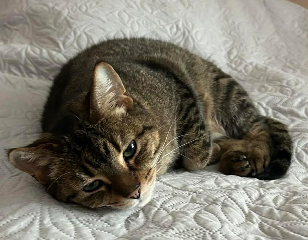 Enlarge Cubby, a Adoptable mixed breed in Fond Du Lac, WI image 3/4