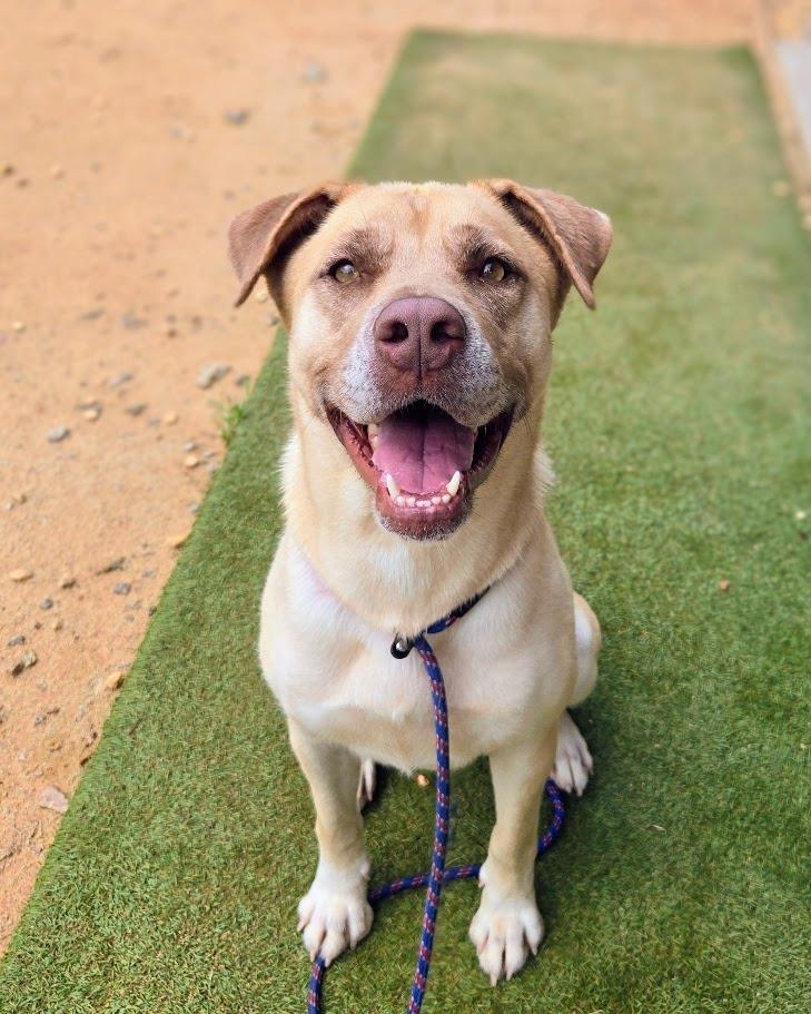 Lainey, Adoptable, Adult Female Mixed Breed.