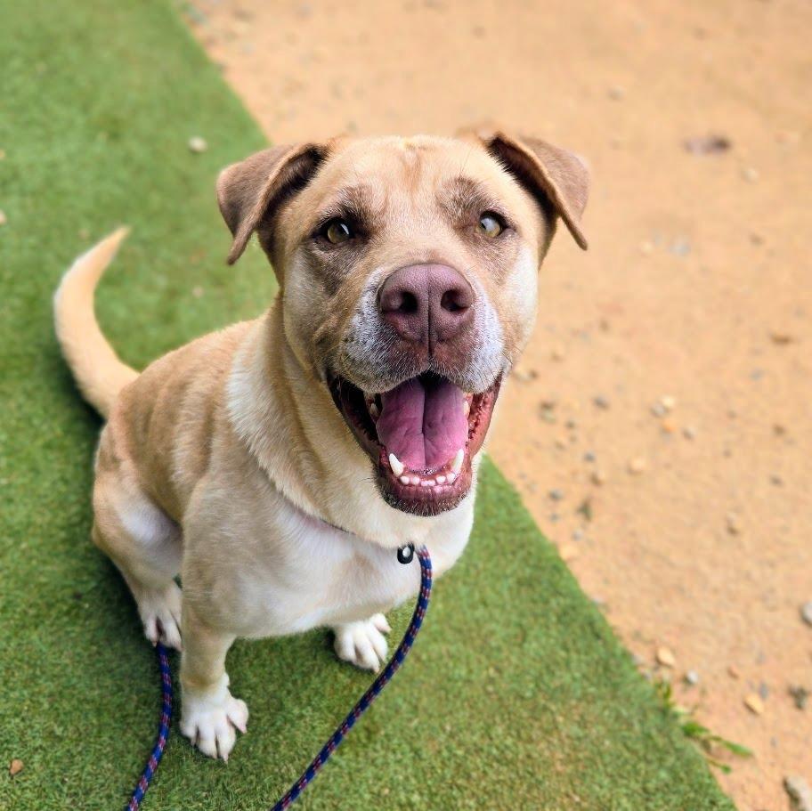 Enlarge Lainey, a Adoptable mixed breed in Douglasville, GA image 2/3