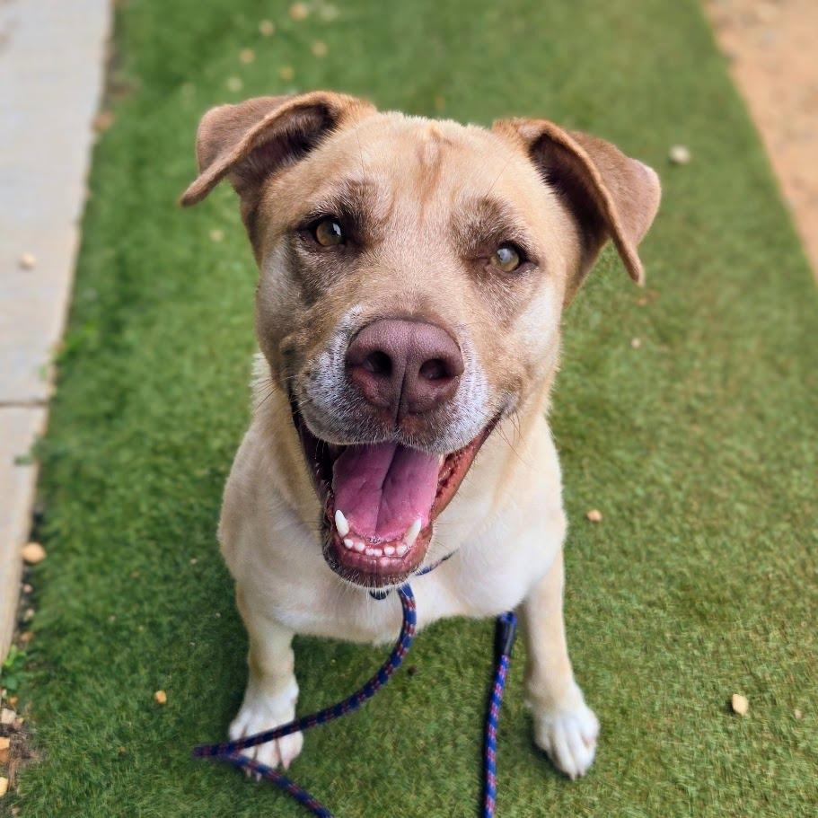 Enlarge Lainey, a Adoptable mixed breed in Douglasville, GA image 3/3