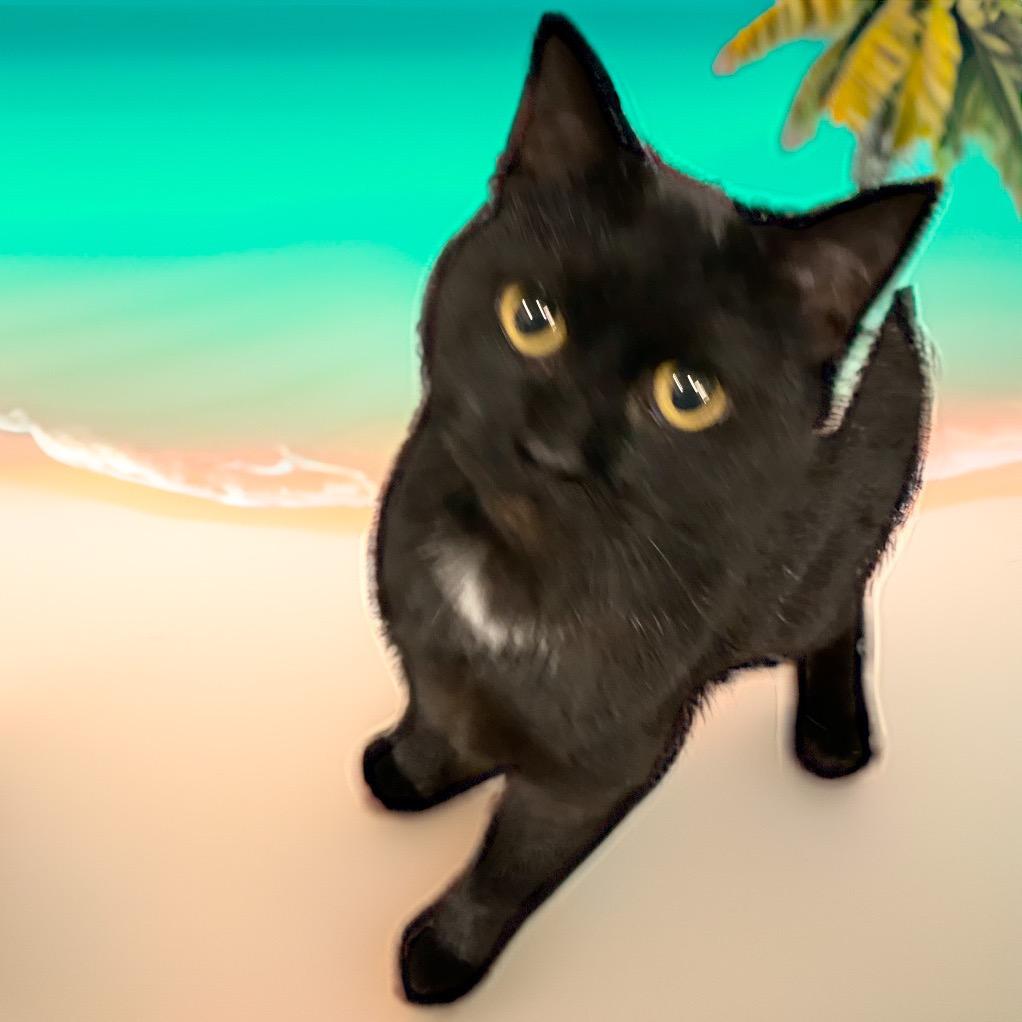 Enlarge Bobbi, a Adoptable Domestic Short Hair in Waldorf, MD image 1/2