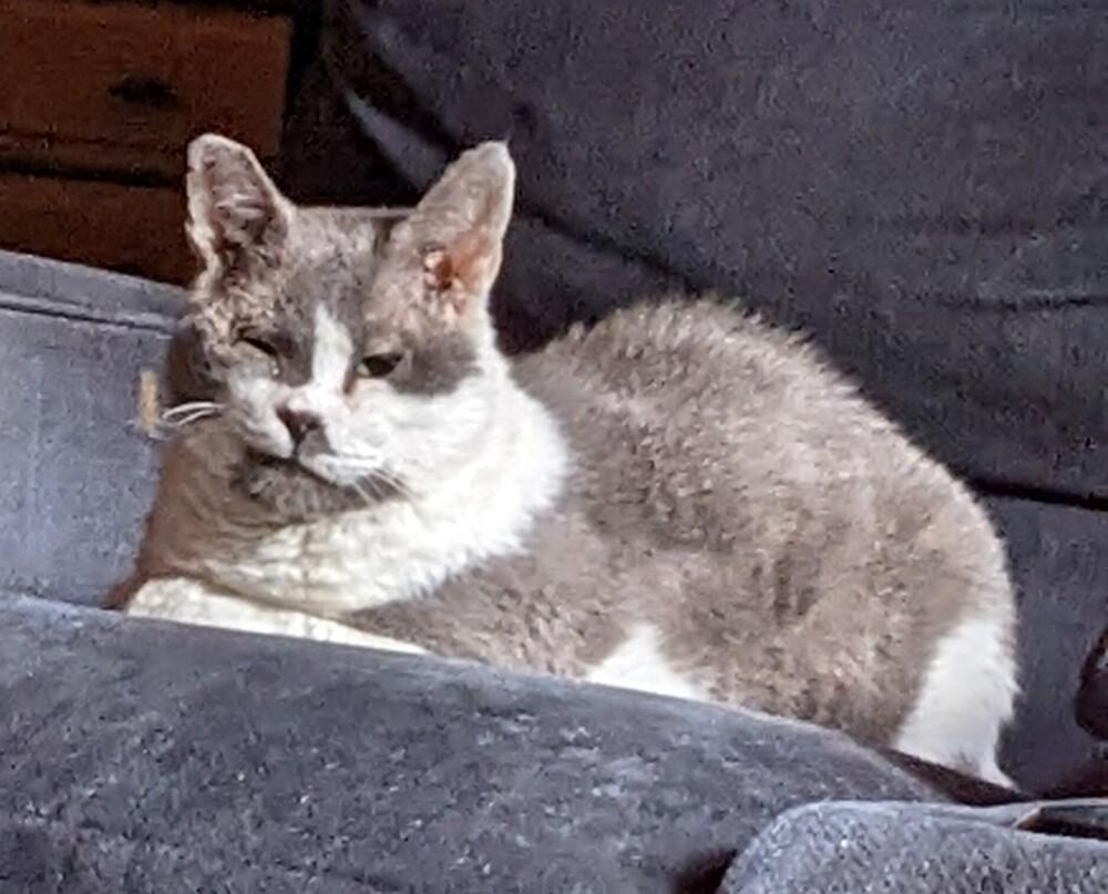 Storm, Adopted, Senior Male Domestic Short Hair.