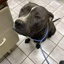 Bulky, adopted, Adult Male American Bully.