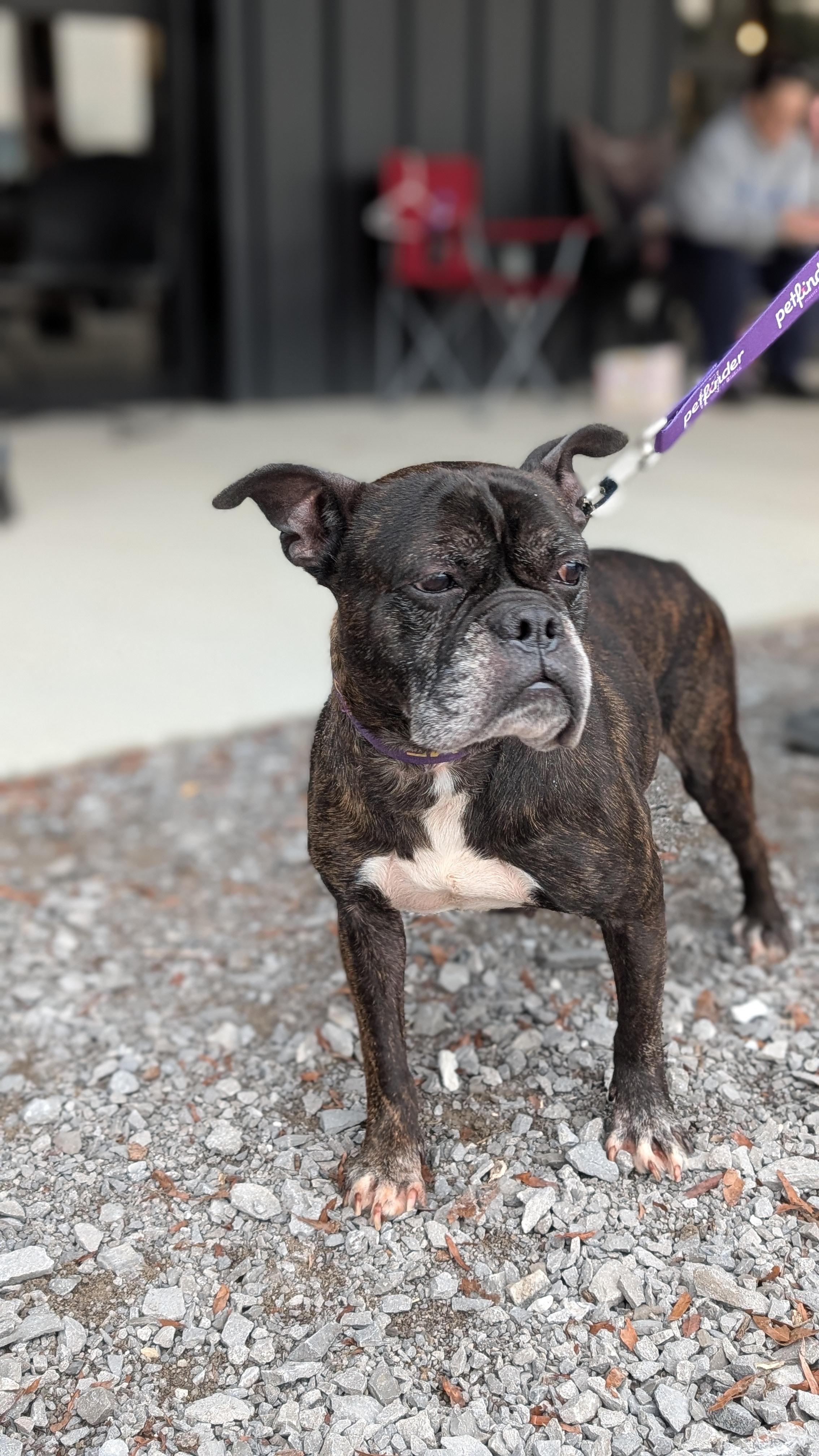 Maverick, ADOPTABLE, Senior Male Boston Terrier.