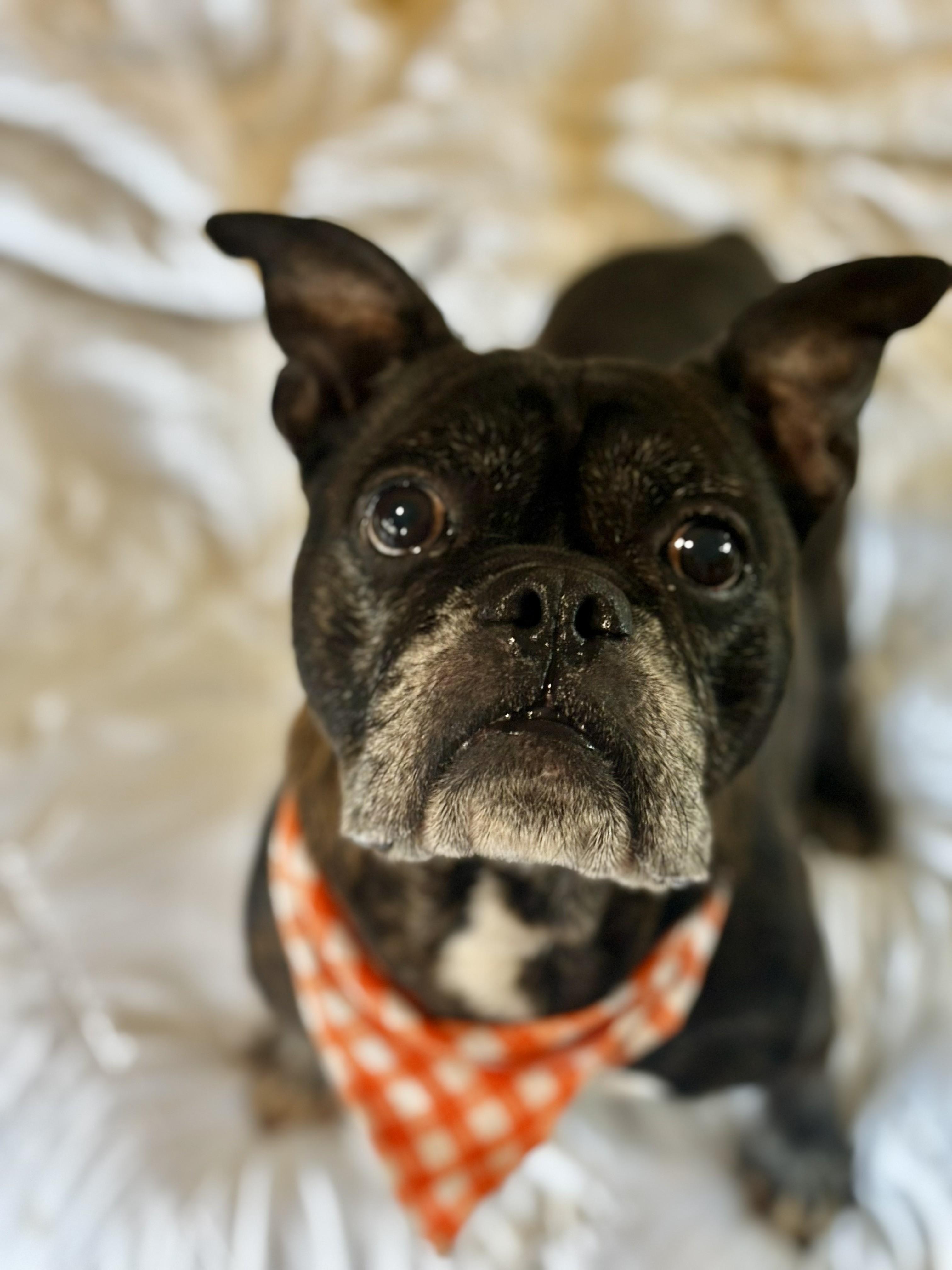 Maverick, a ADOPTABLE French Bulldog in Joppa, AL image 3/5