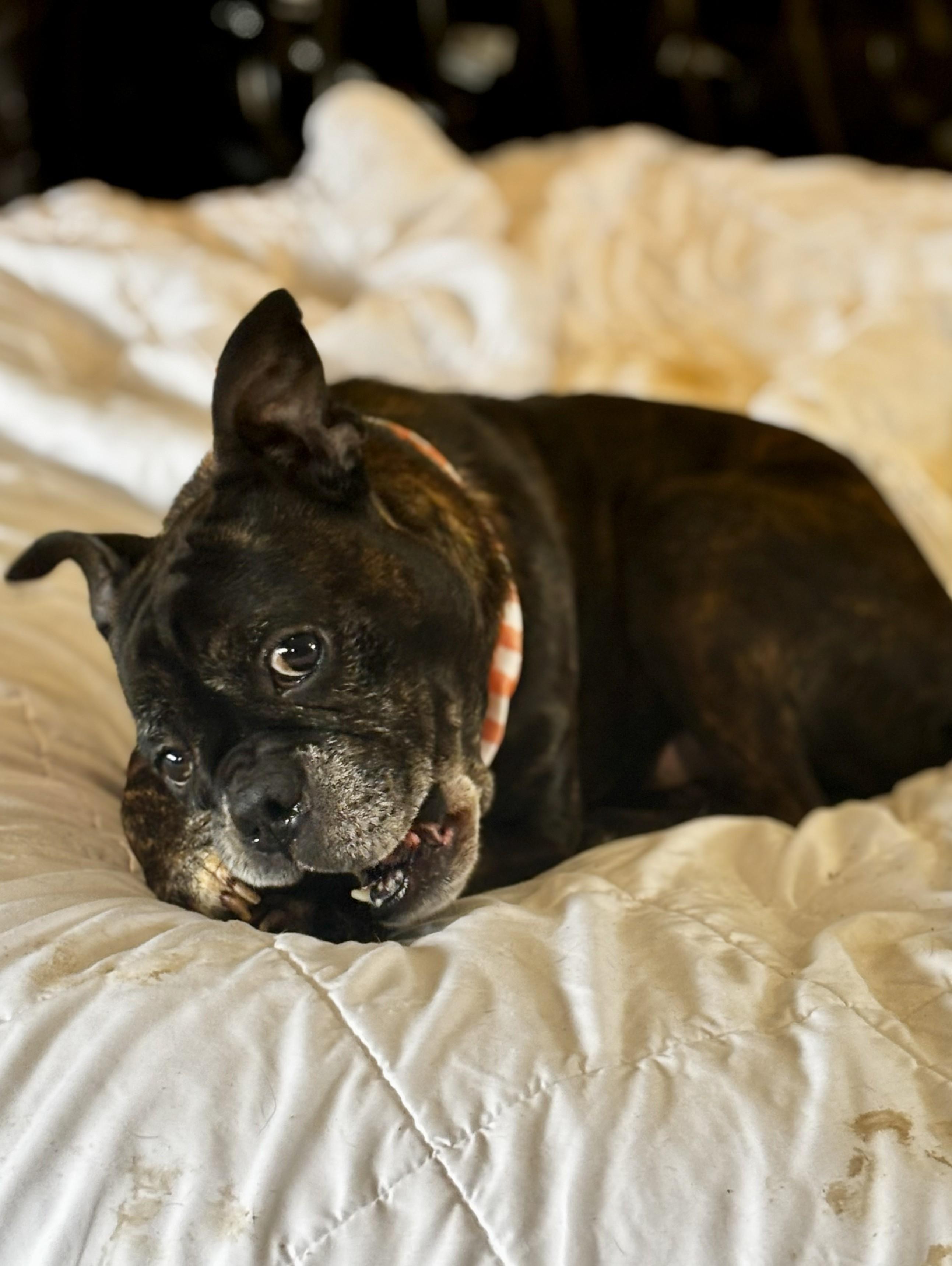 Maverick, a ADOPTABLE French Bulldog in Joppa, AL image 5/5
