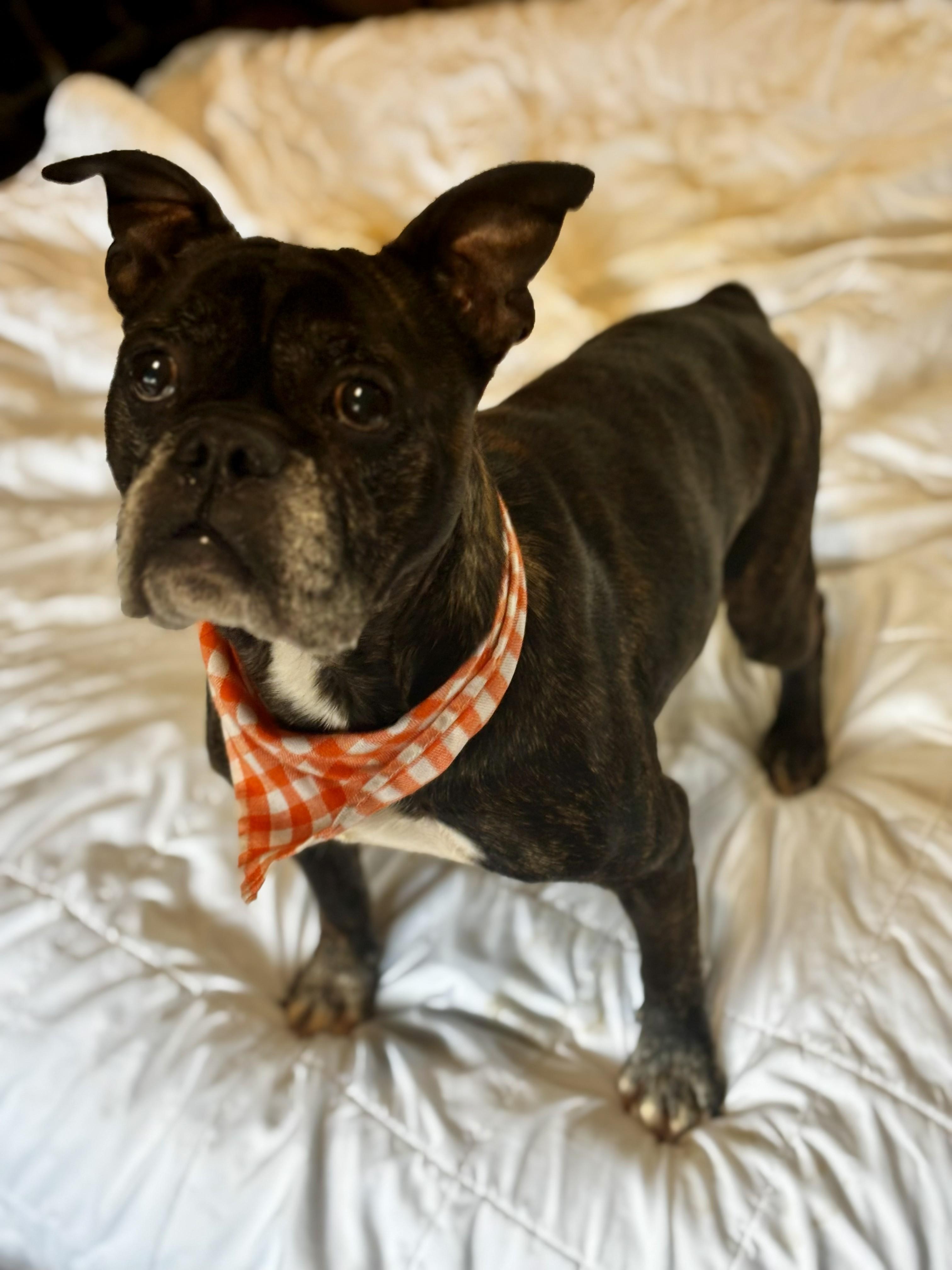 Maverick, a ADOPTABLE French Bulldog in Joppa, AL image 4/5